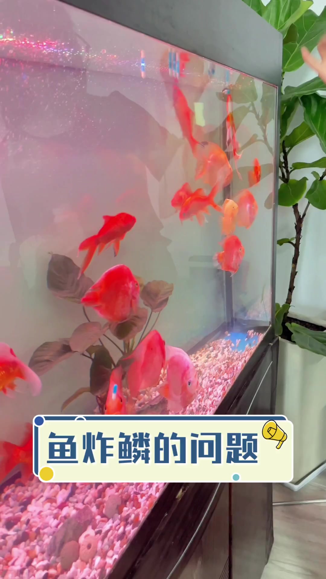 鱼炸鳞的问题