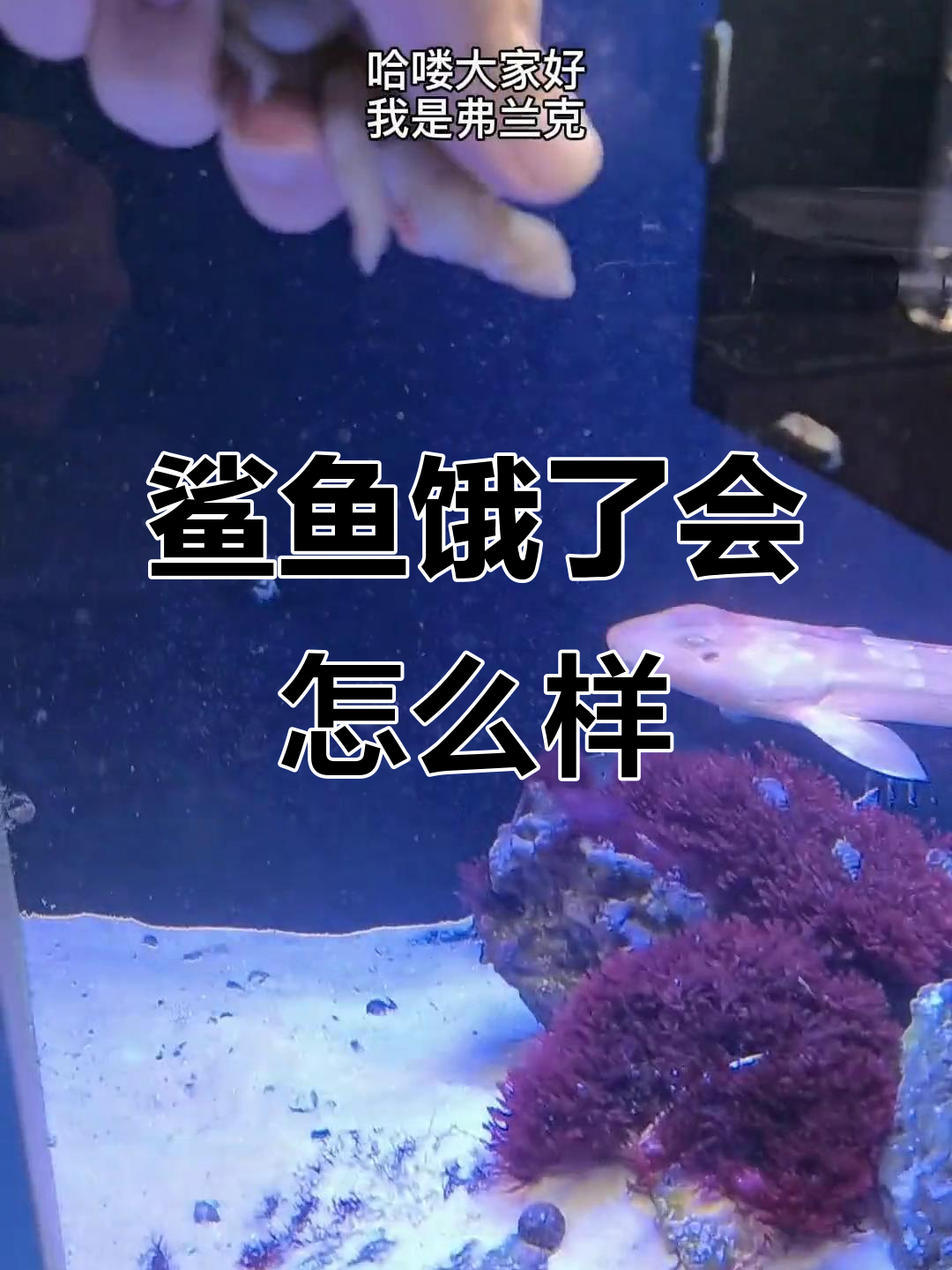 被鲨鱼咬是什么感觉？狗鲨饿坏了，虾仁被抢走