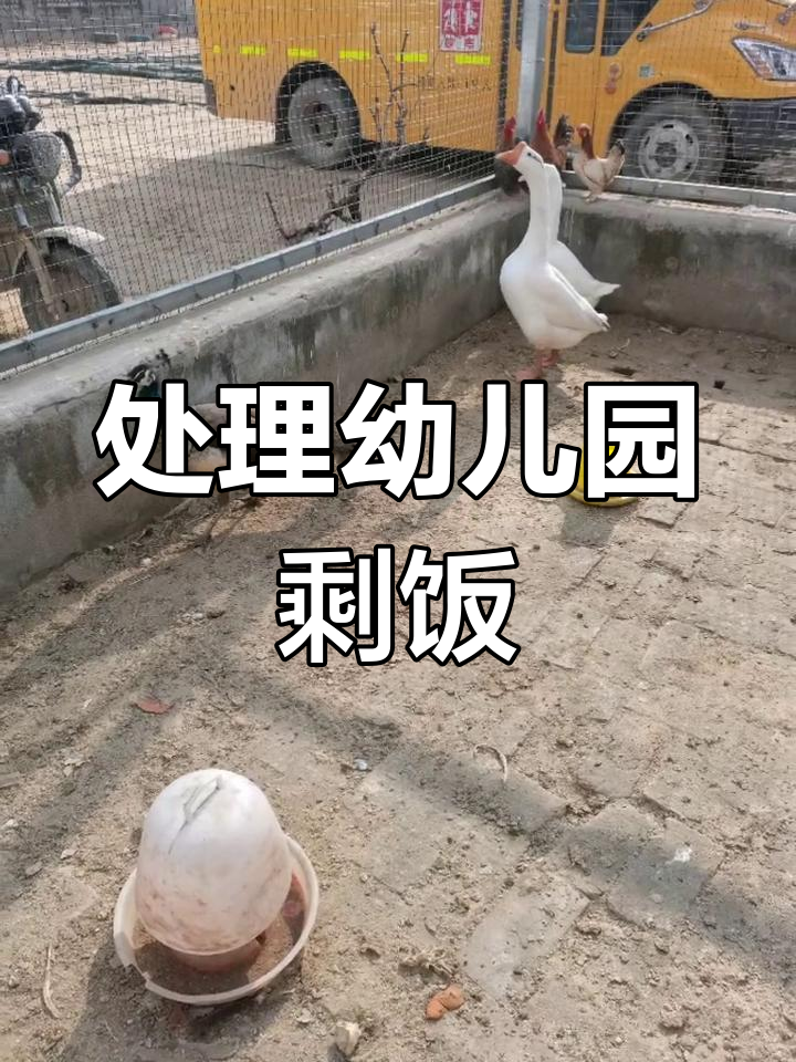 幼儿园剩菜如何处理?