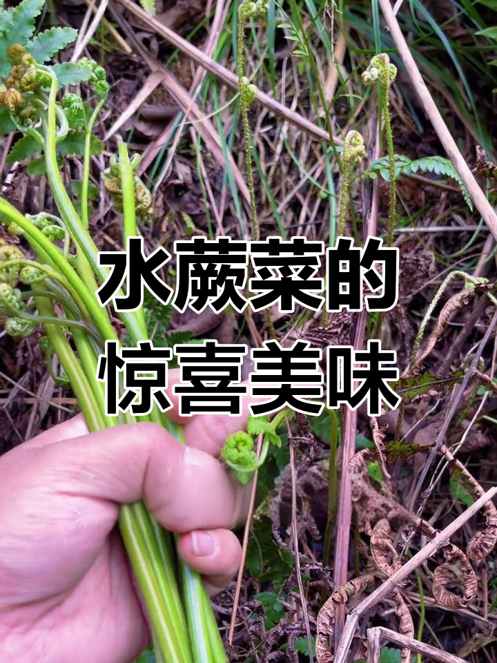 意外发现的水蕨菜,清新脆嫩,口感独特,值得一试!