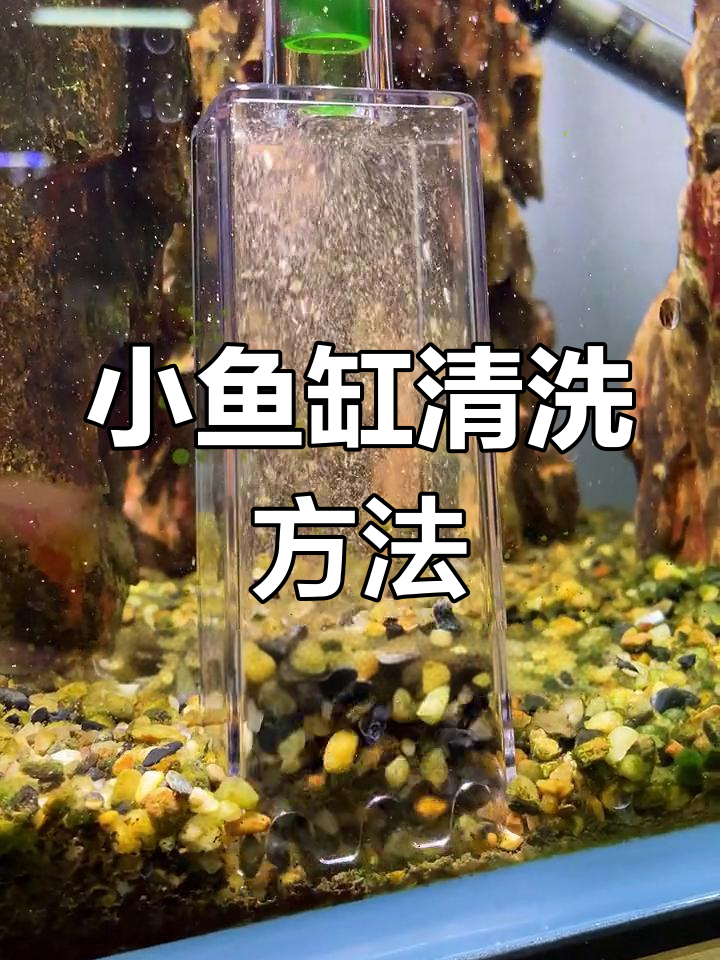 小鱼缸底砂清理与换水技巧,轻松解决杂质问题