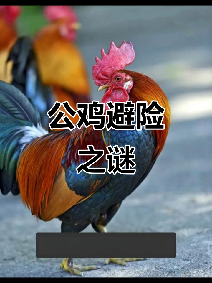 公鸡为何能辟邪?五六年老公鸡的威煞之力揭秘