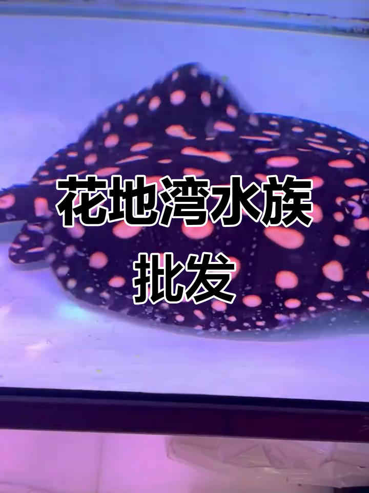 广州花地湾水族市场,虎鱼罗汉齐聚一堂!