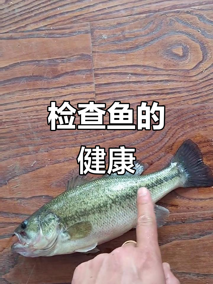 鱼健康检查：从外观到内脏的全方位观察