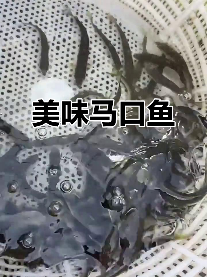 马口鱼肉质鲜美,营养丰富,价格适中