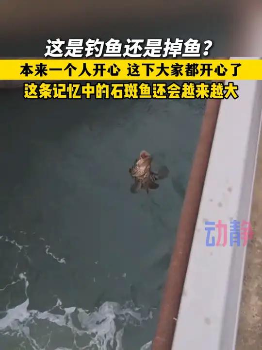 世界上最大的鱼,就是上次跑掉那条。来源: