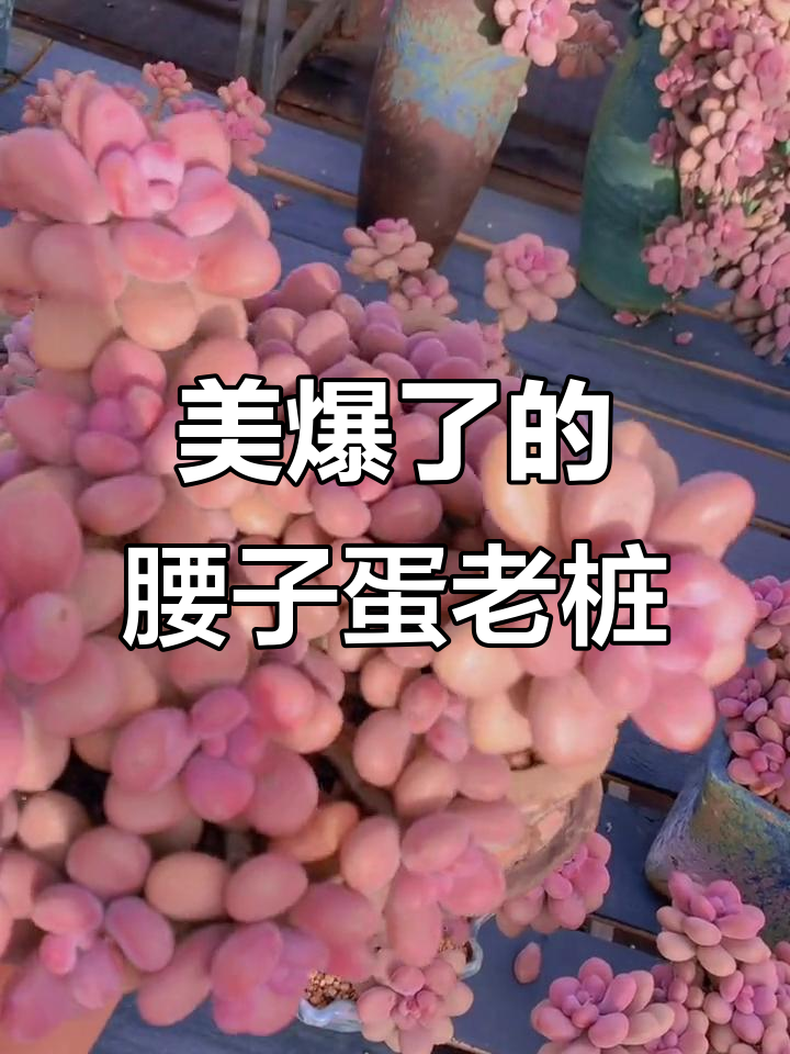 腰子蛋老桩太美了,桃蛋多肉植物魅力十足