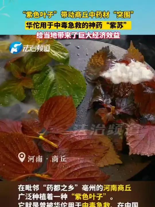 “紫色叶子”带动商丘中药材“突围” 华佗用于中毒急救的神药“紫苏” 给当地带来了巨大经济效