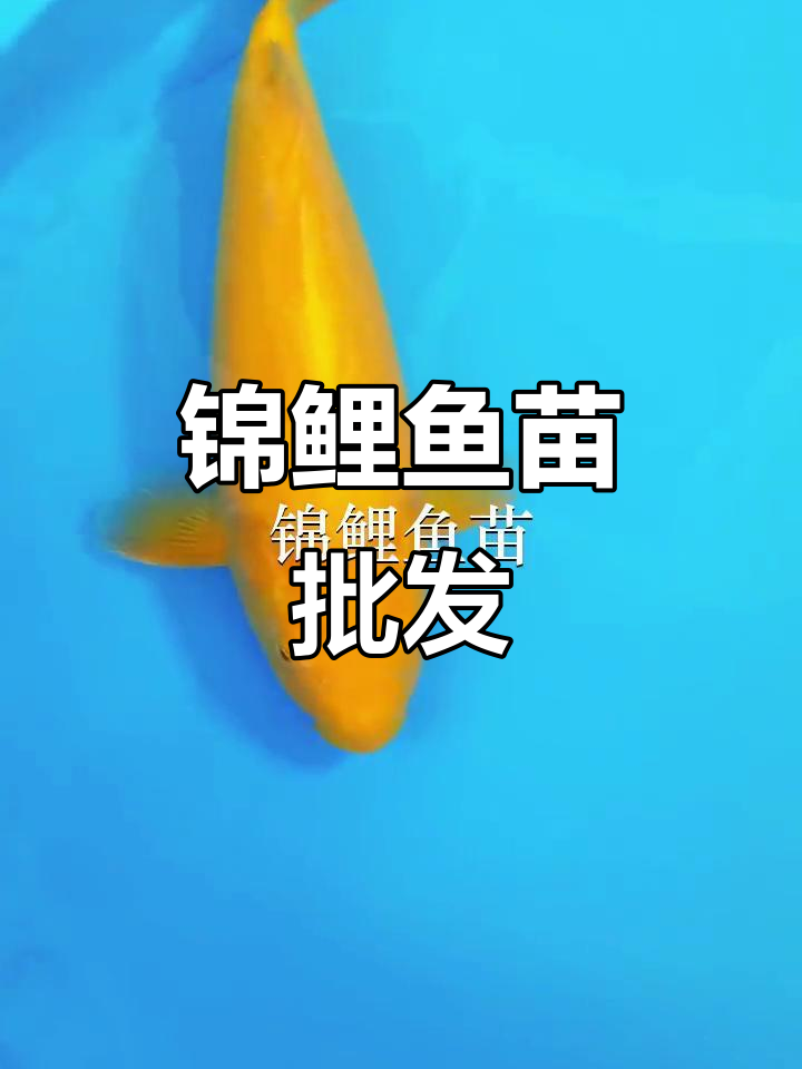 优质锦鲤鱼苗,批发供应,适合放生或养殖
