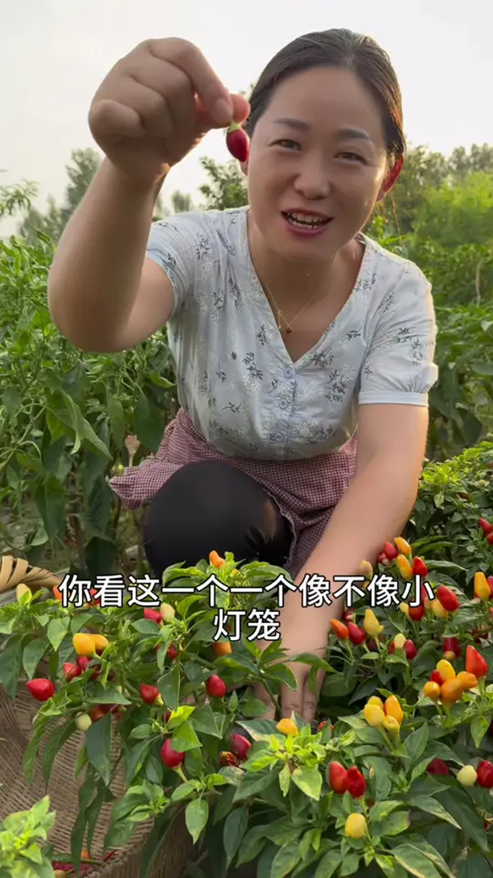 把园子里的各种辣椒做成蒜蓉辣椒酱,在蒸一个剁椒鱼头,太好吃啦
