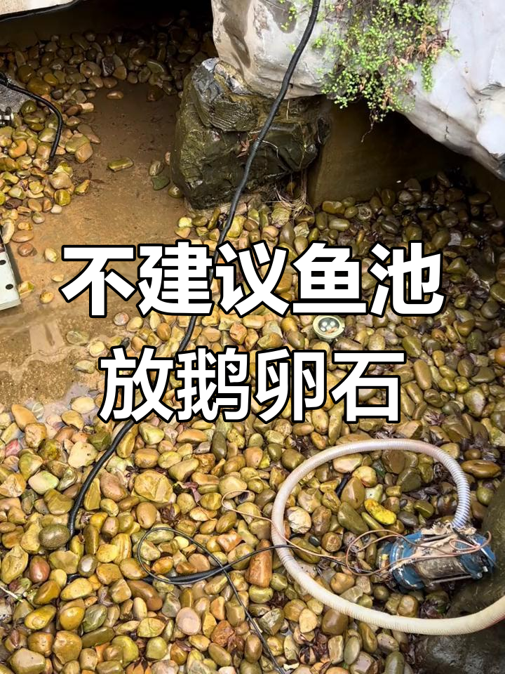 鱼池里放鹅卵石的隐患,清底更麻烦