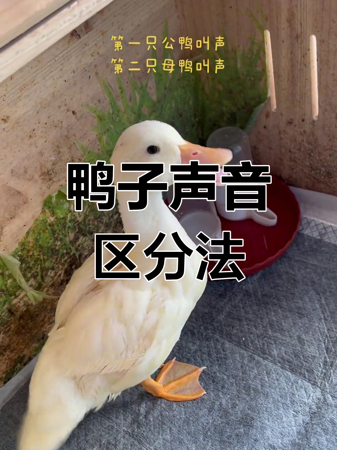 公鸭母鸭叫声大不同