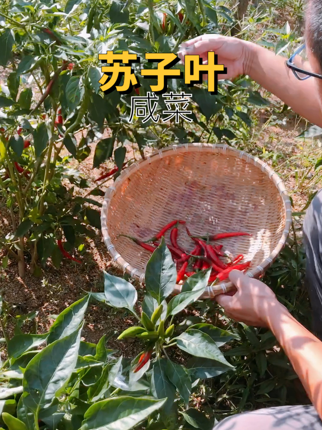 苏子叶咸菜的做法