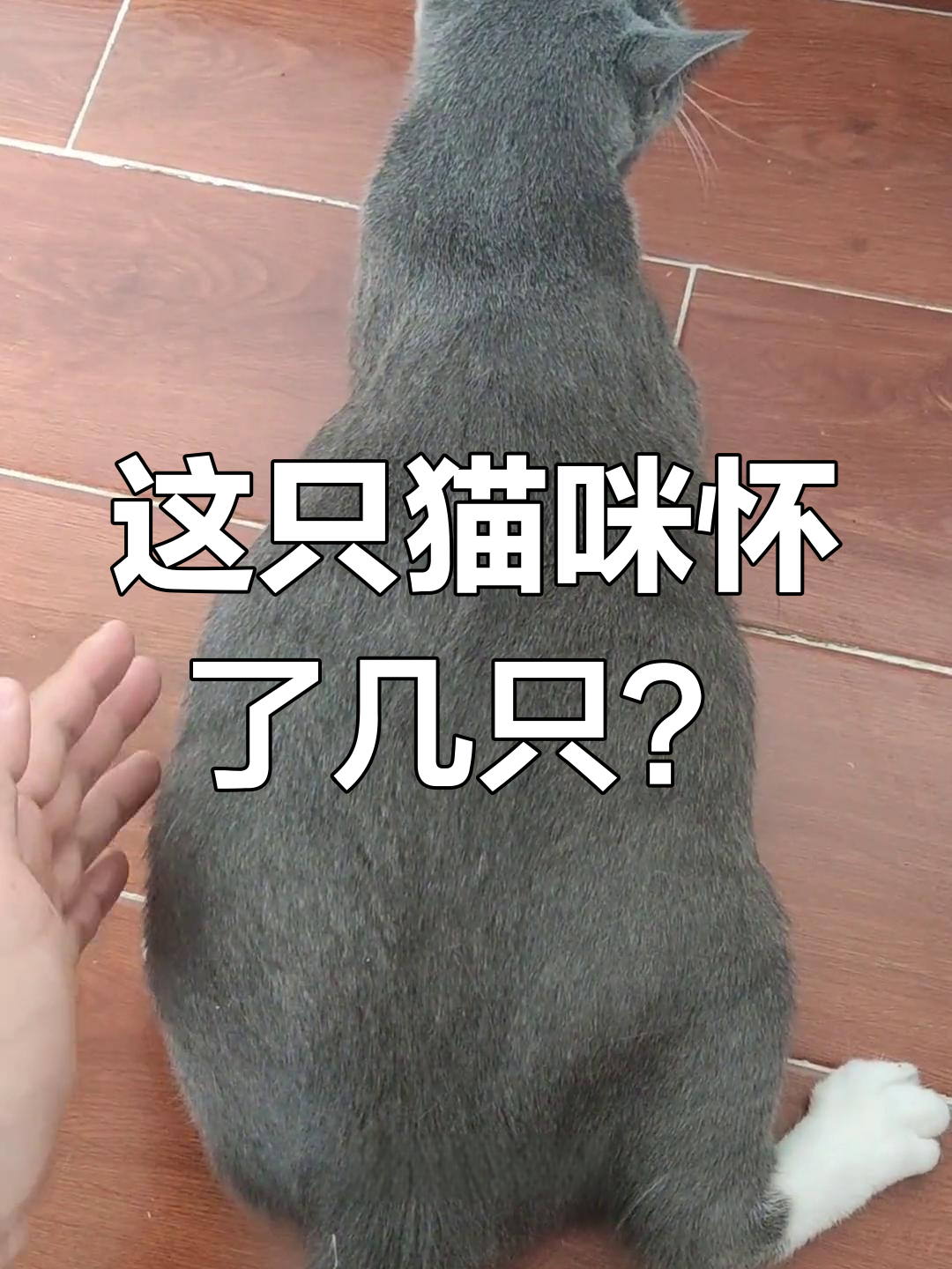 蓝白母猫与银渐层公猫的鱼骨纹虎斑小猫,肚子大得惊人