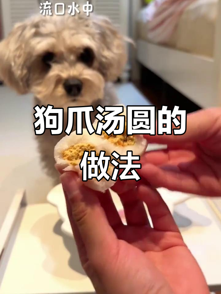 自制狗爪汤圆,元宵节狗狗也能吃!