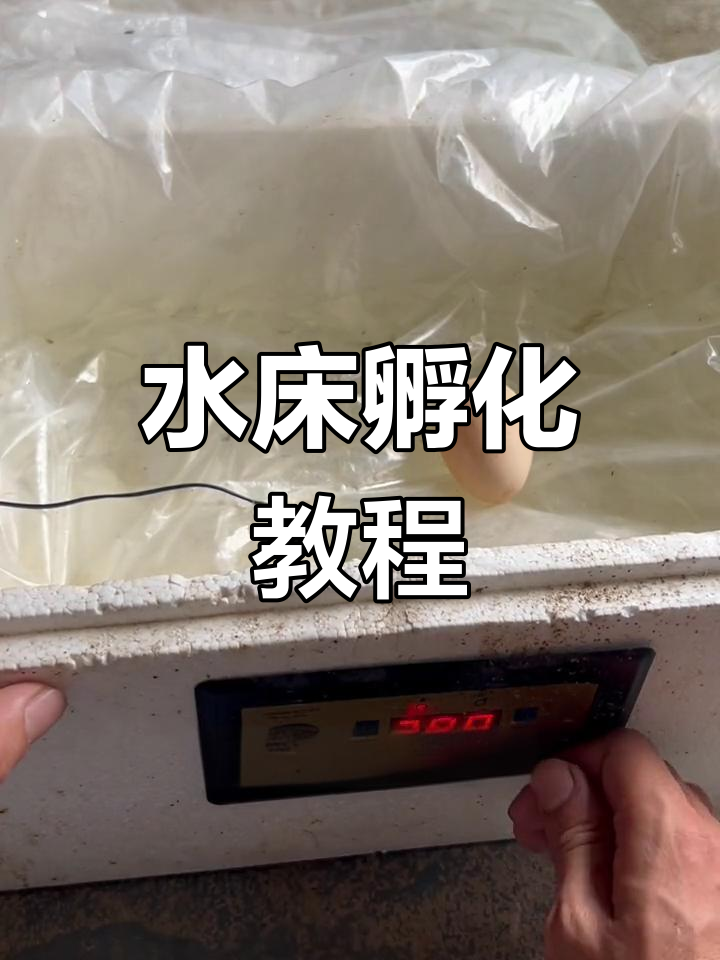 水床孵化器操作指南,细节不够清楚?评论提问吧!