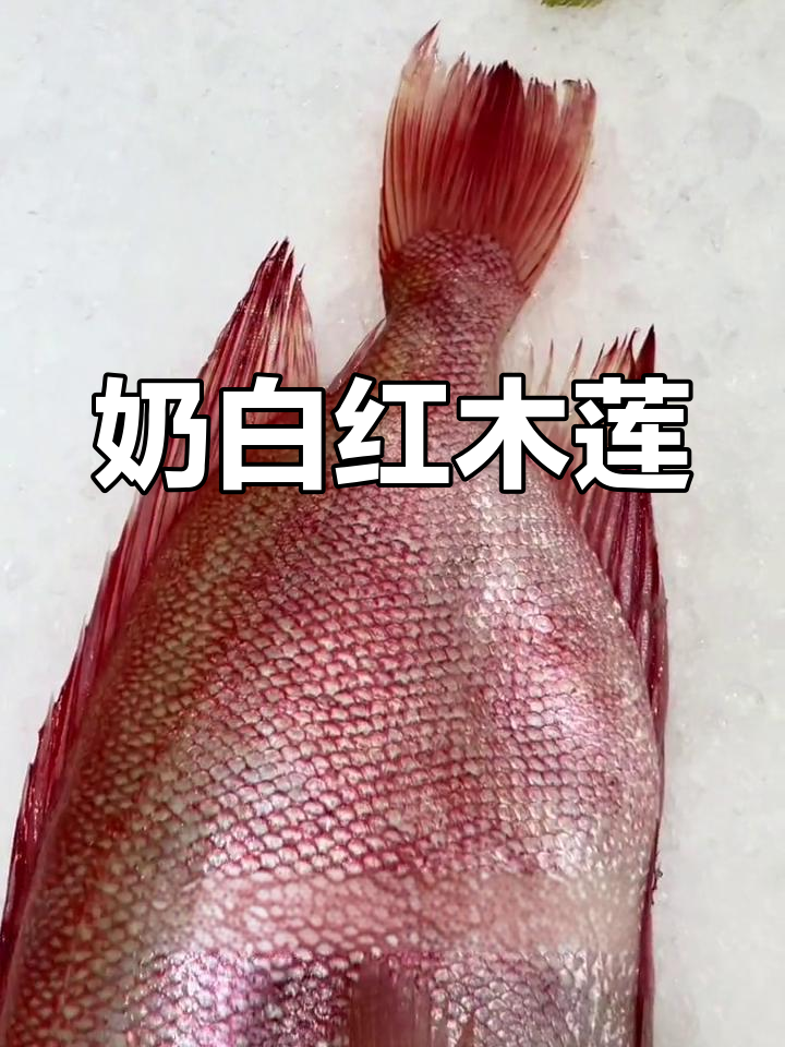 红目鲢的简单做法,鲜美汤汁轻松享