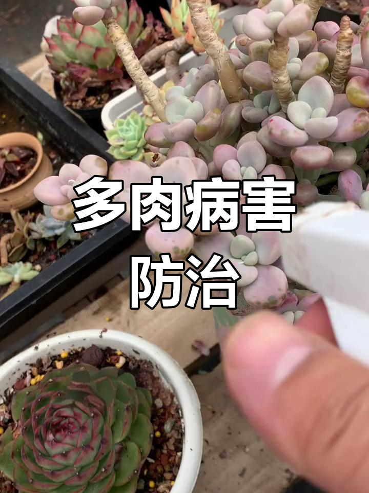 多肉真菌病全解析,掌握防治技巧,轻松成为养肉达人!