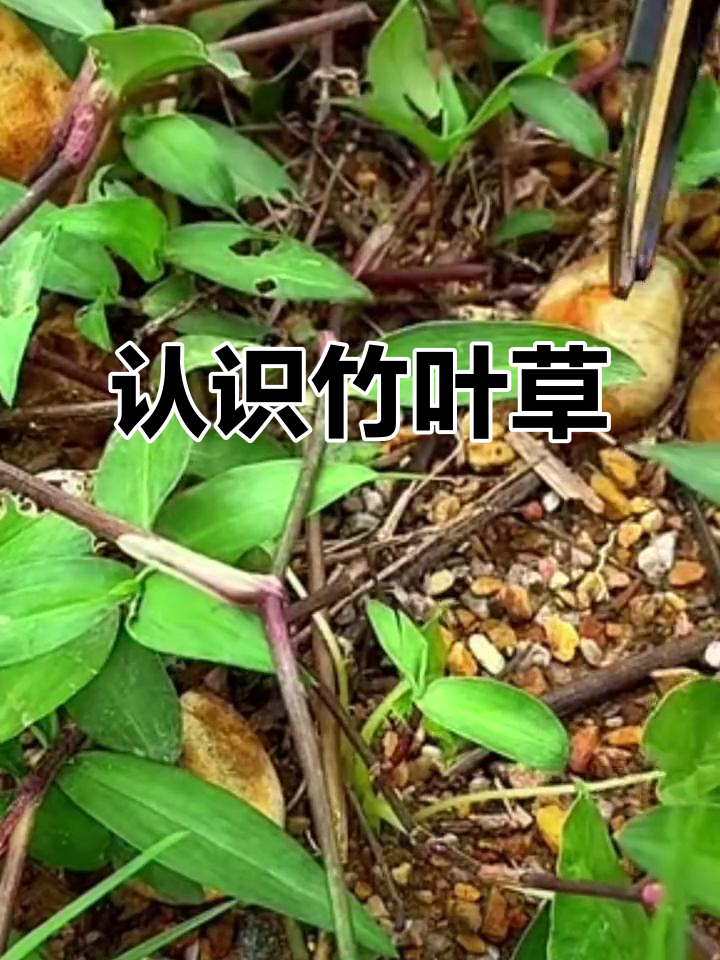 田边常见竹叶菜,竟是宝藏中草药!