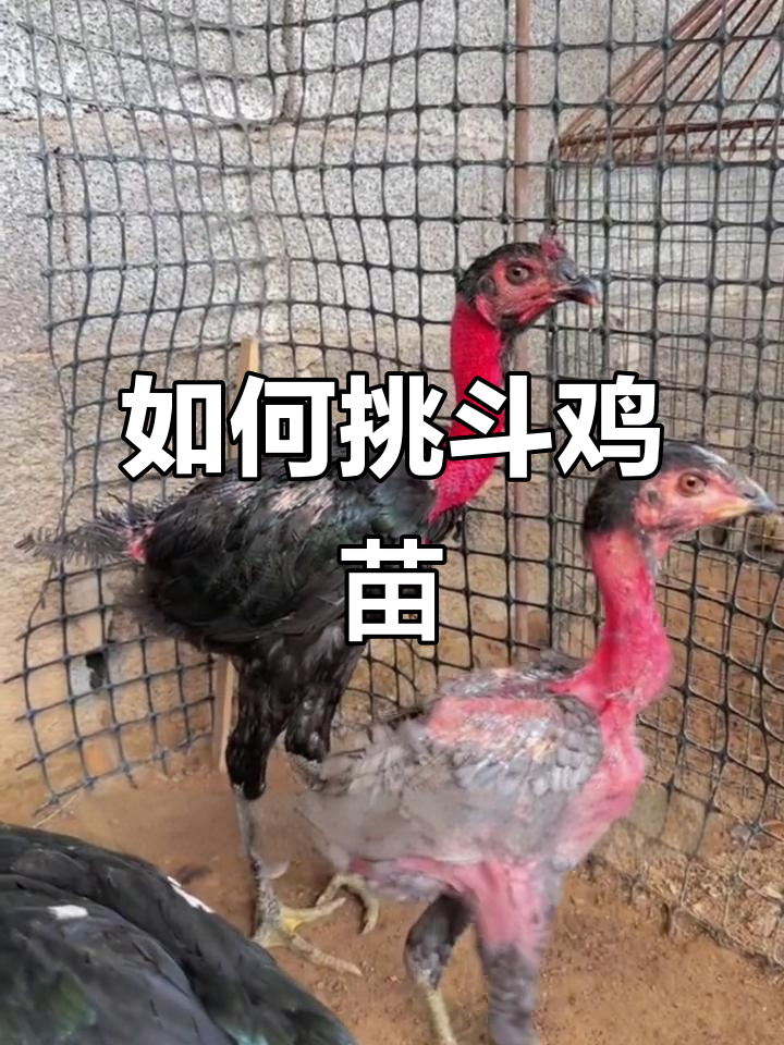 挑选斗鸡苗必知四点,教你如何选优质小鸡