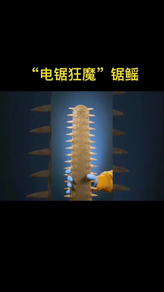电锯狂魔——锯鳐