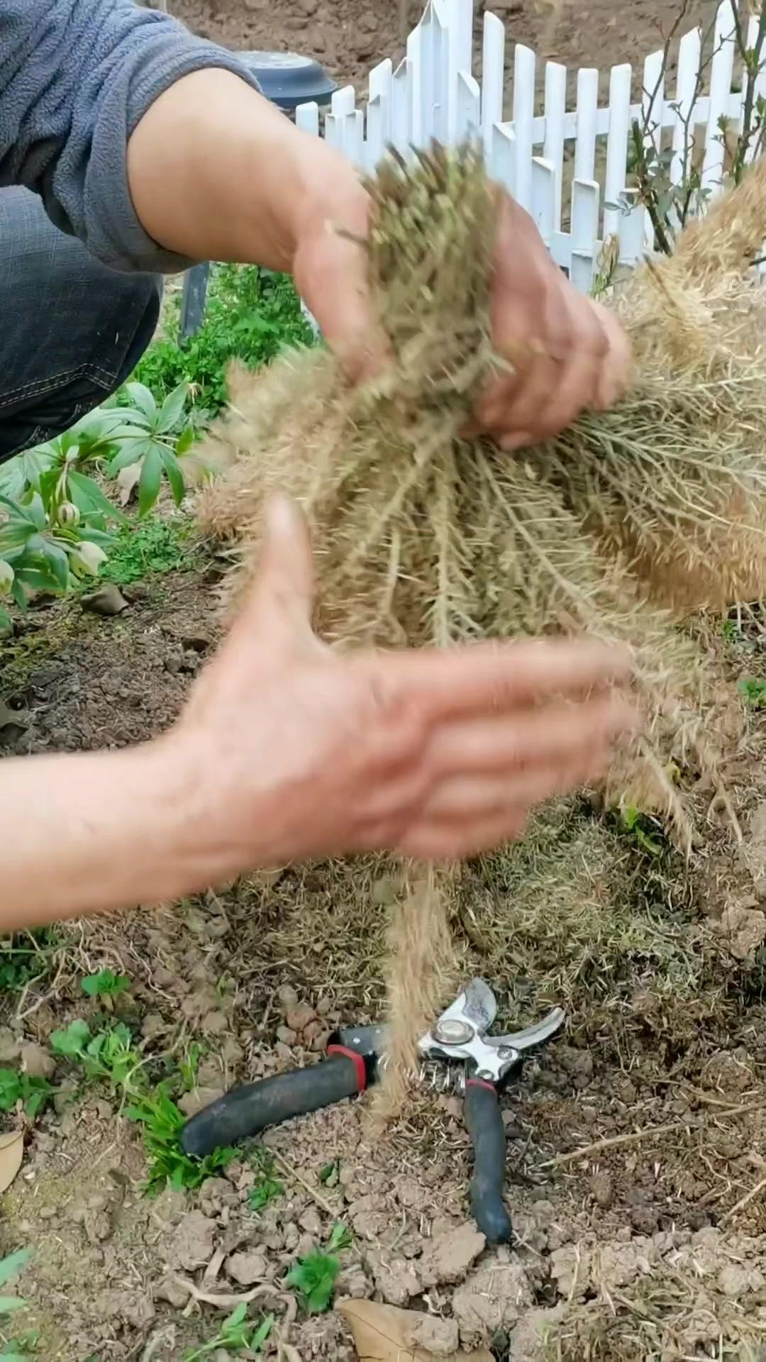狐尾天门冬 露天过冬的天门冬,会不会挂?结果再有一个月就有结果了。是哪个污蔑我,说让你露天