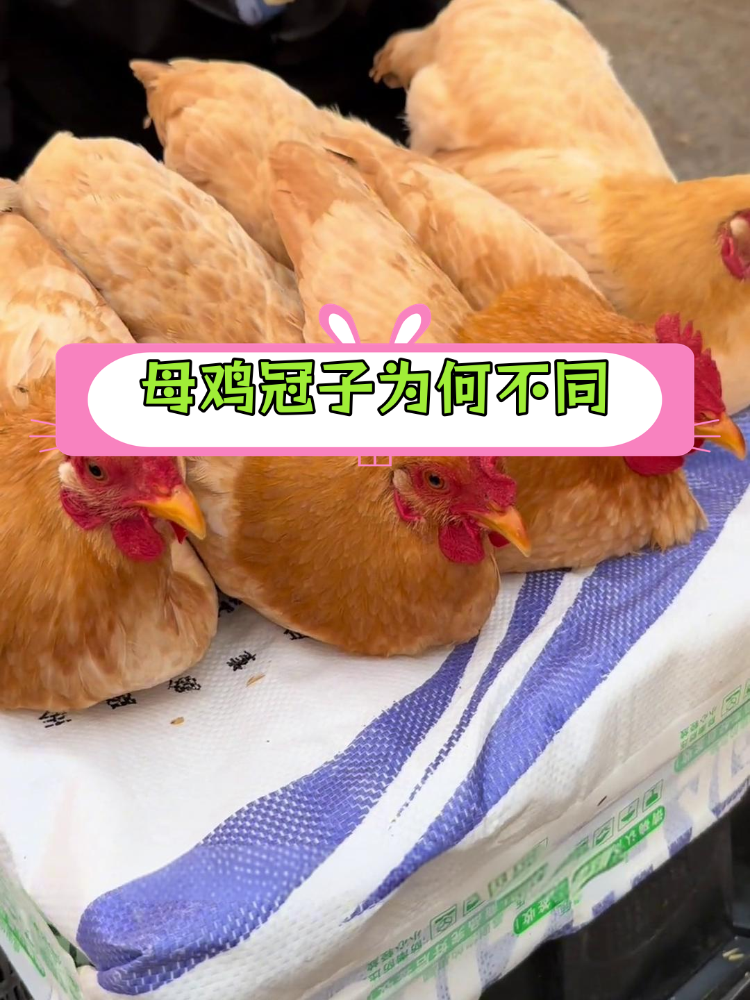 母鸡冠子大小差异的真相