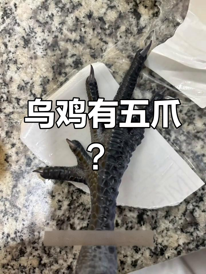 乌鸡爪子五个,原来不是变异!