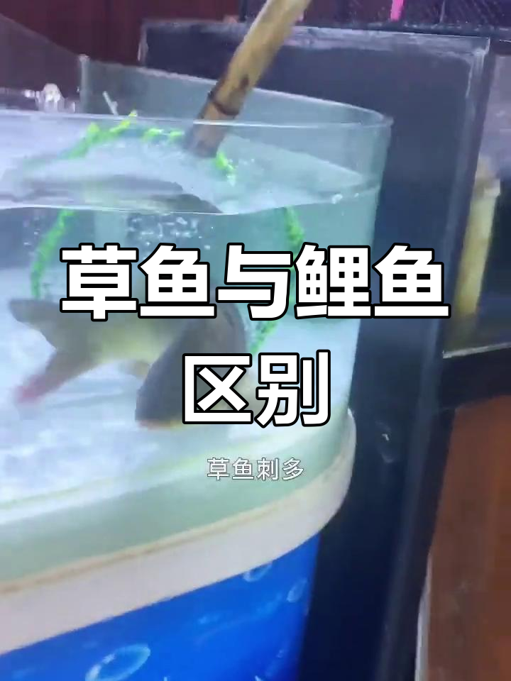 草鱼和鲤鱼的差别,你了解吗?