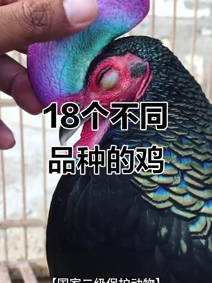 18种奇特鸡品种大揭秘，哪种最适合你？