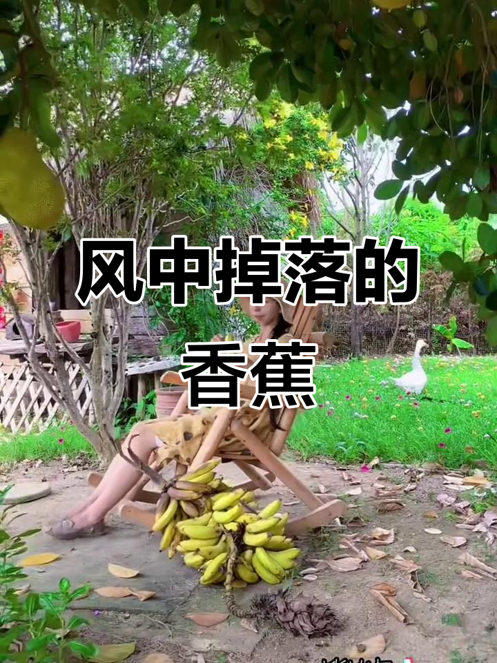 海南篱笆岛香蕉被风吹断,竟然成了“美食”