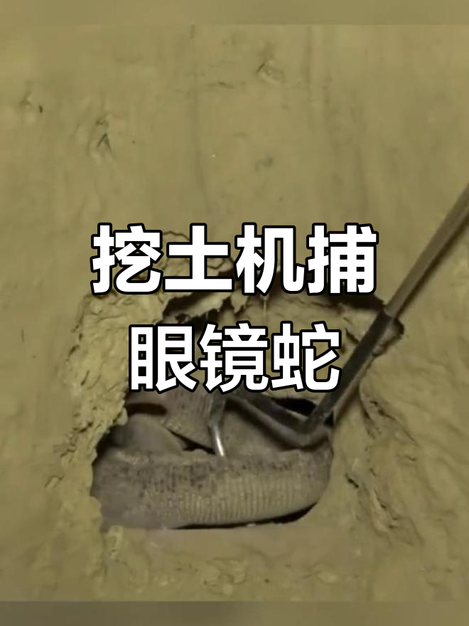 传说中的“野鸡脖子”蛇究竟是什么?