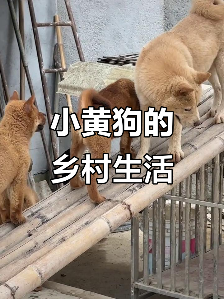 中华田园犬公母搭配,小黄狗萌态十足