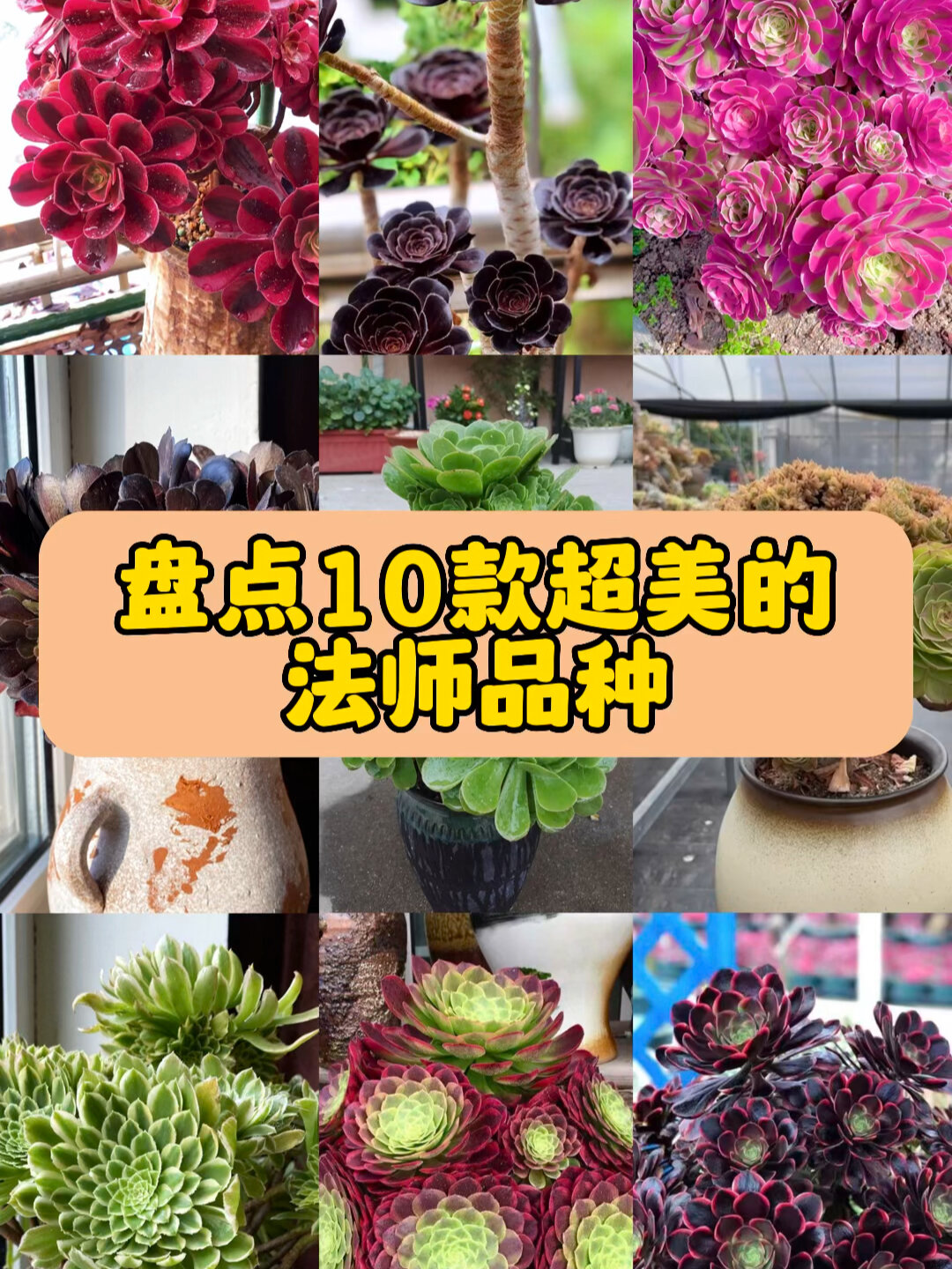 10款超美的法师品种