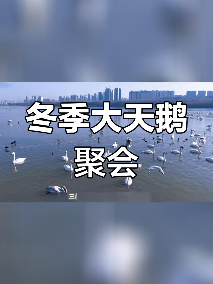 三门峡天鹅湖:冬日奇观与爱情传说
