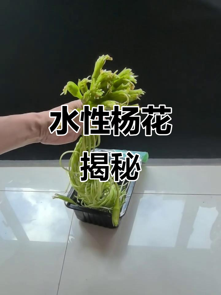泸沽湖的“水性杨花”：探秘波叶海菜花的秘密