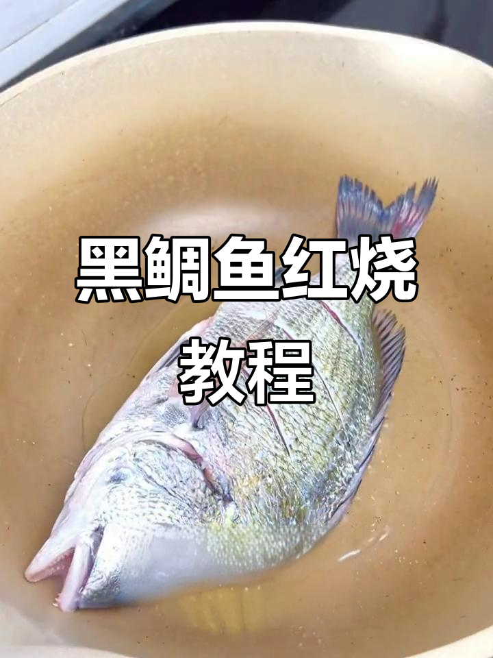 新鲜黑鲷鱼红烧做法,口感鲜美肉质厚实