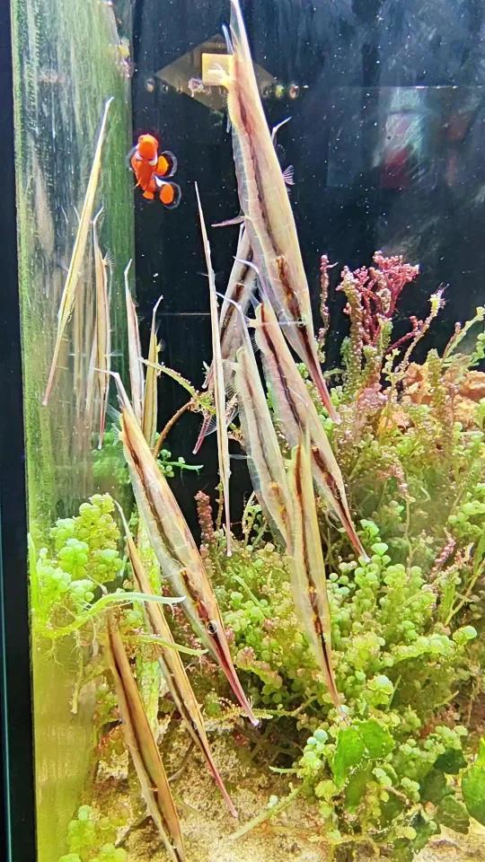 刀片鱼群游┗(ω;)┛