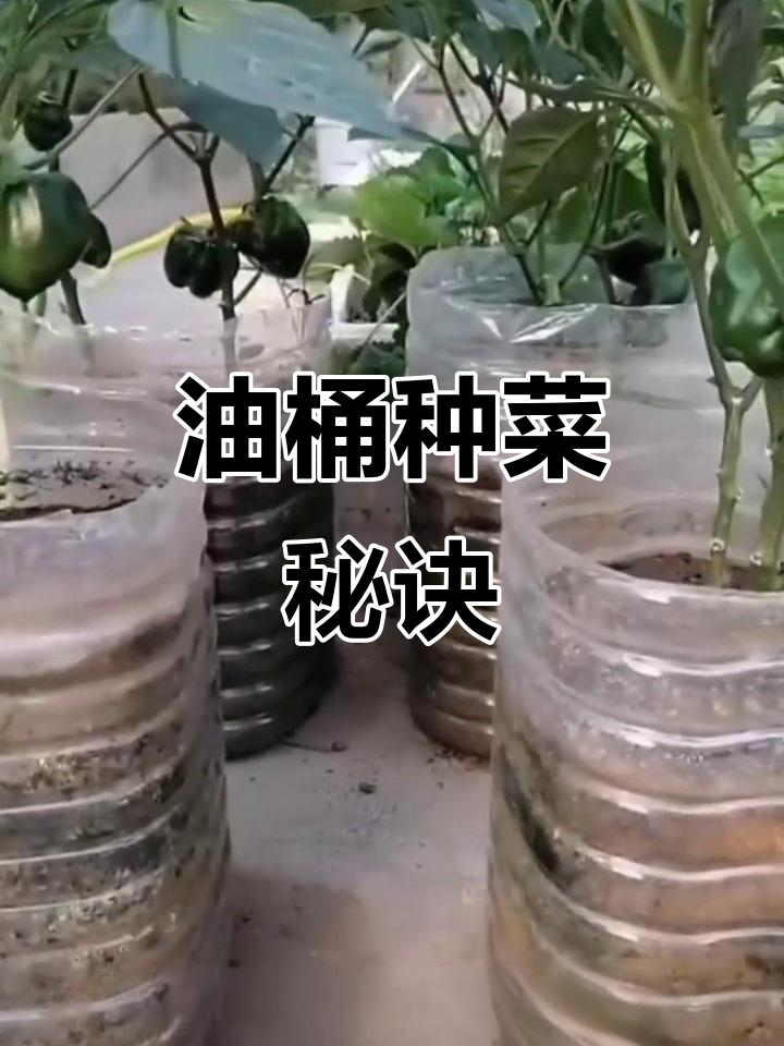 油桶变菜园,轻松种植,告别空间困扰!