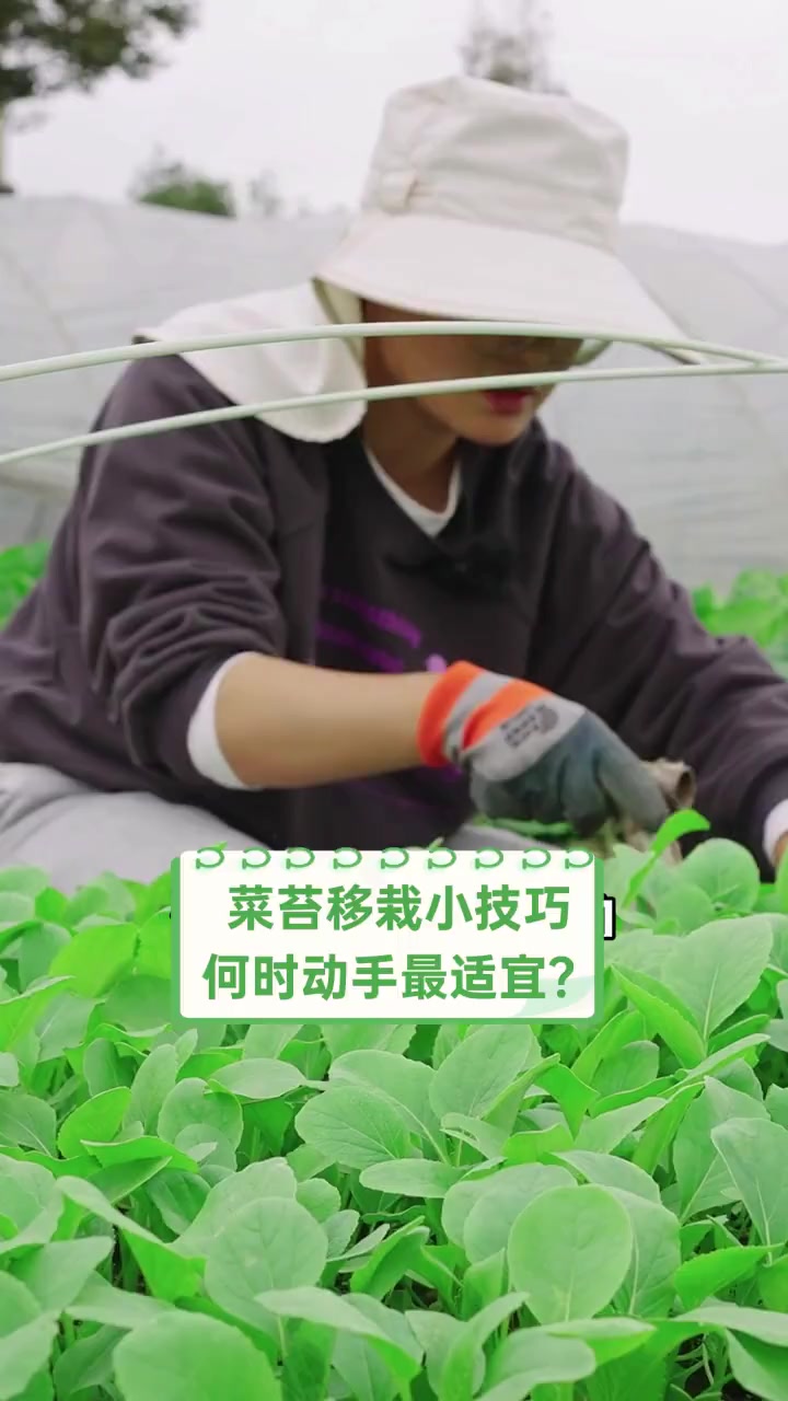 菜苔移栽小技巧,何时动手最适宜?