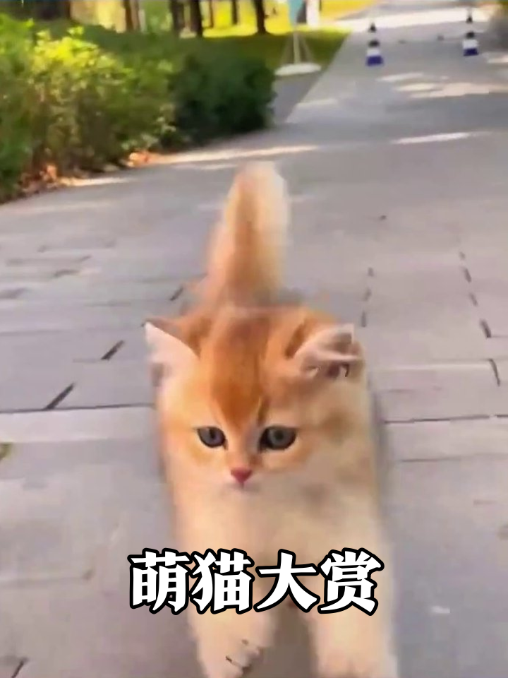 小黄鸡被捏变形?萌猫天团出道:爬树赛跑样样行!