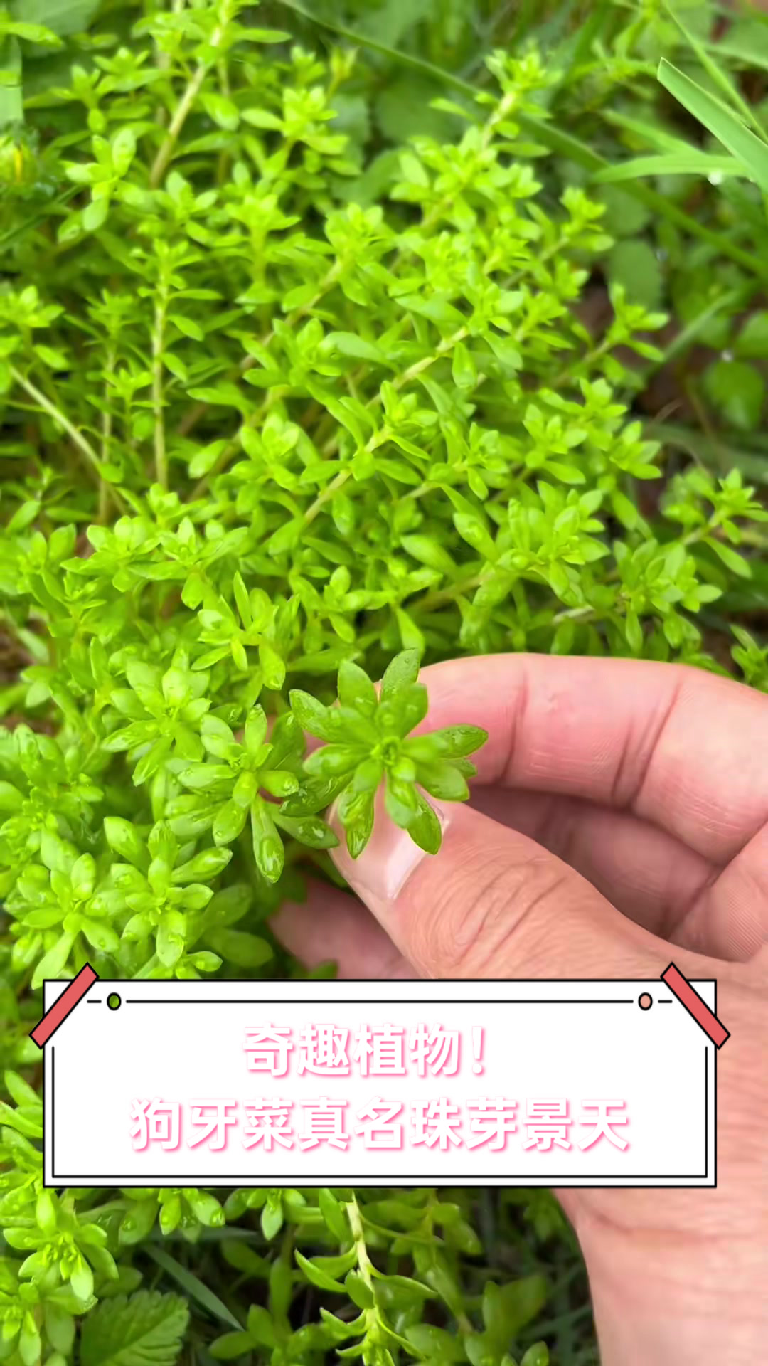 奇趣植物！狗牙菜真名珠芽景天