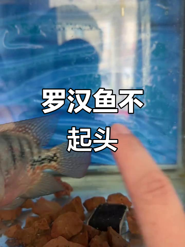 三年罗汉鱼未起头,纯种却始终无法超越