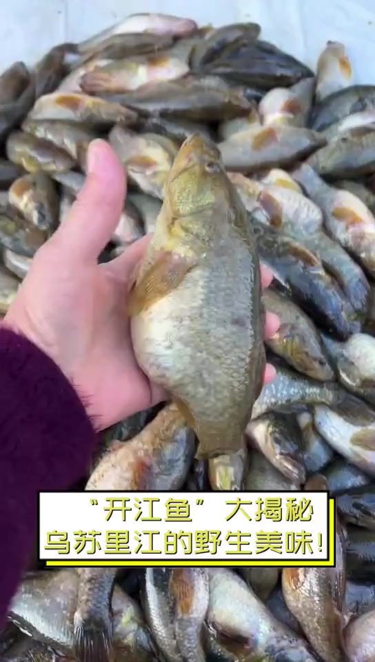 “开江鱼”大揭秘,乌苏里江的野生美味!