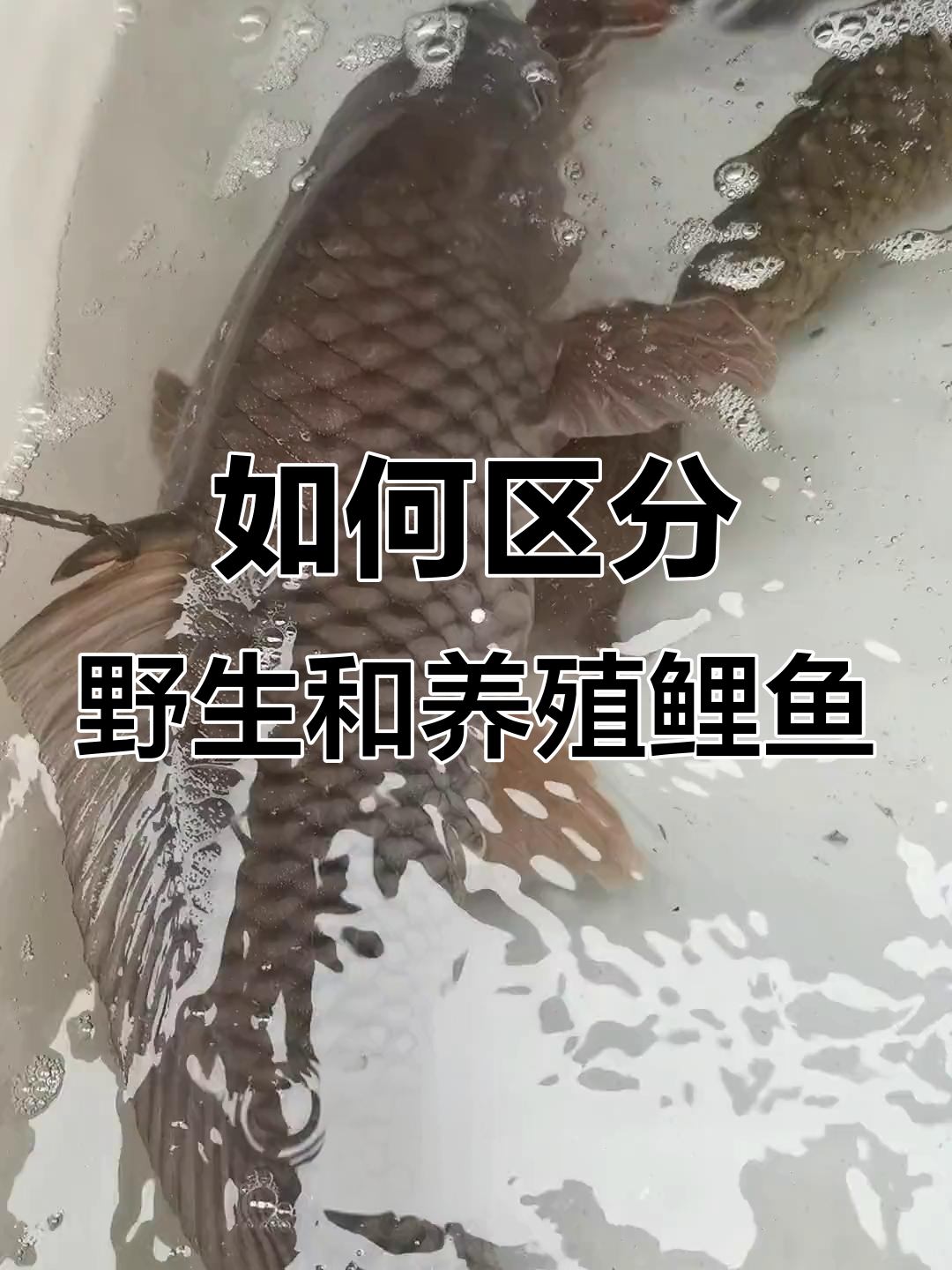 野生鲤鱼与养殖鲤鱼的色彩差异,如何辨别真伪