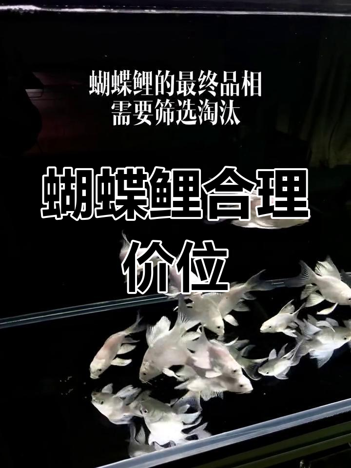蝴蝶鲤价格揭秘:如何挑选优质鱼苗
