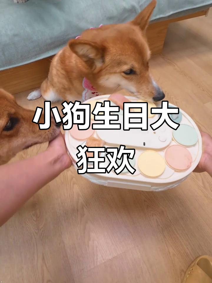 柴犬柯基混血小狗4岁生日,蛋糕和惊喜礼物等着它