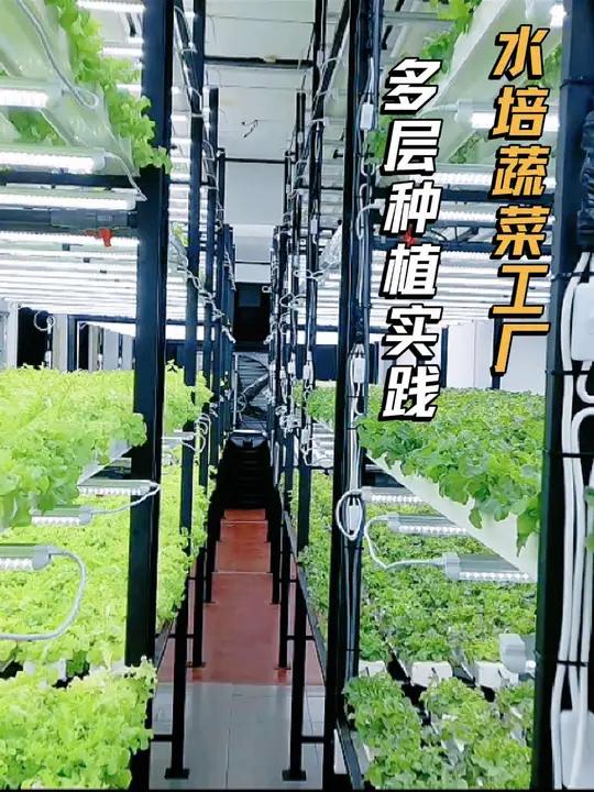 水培蔬菜工厂多层种植