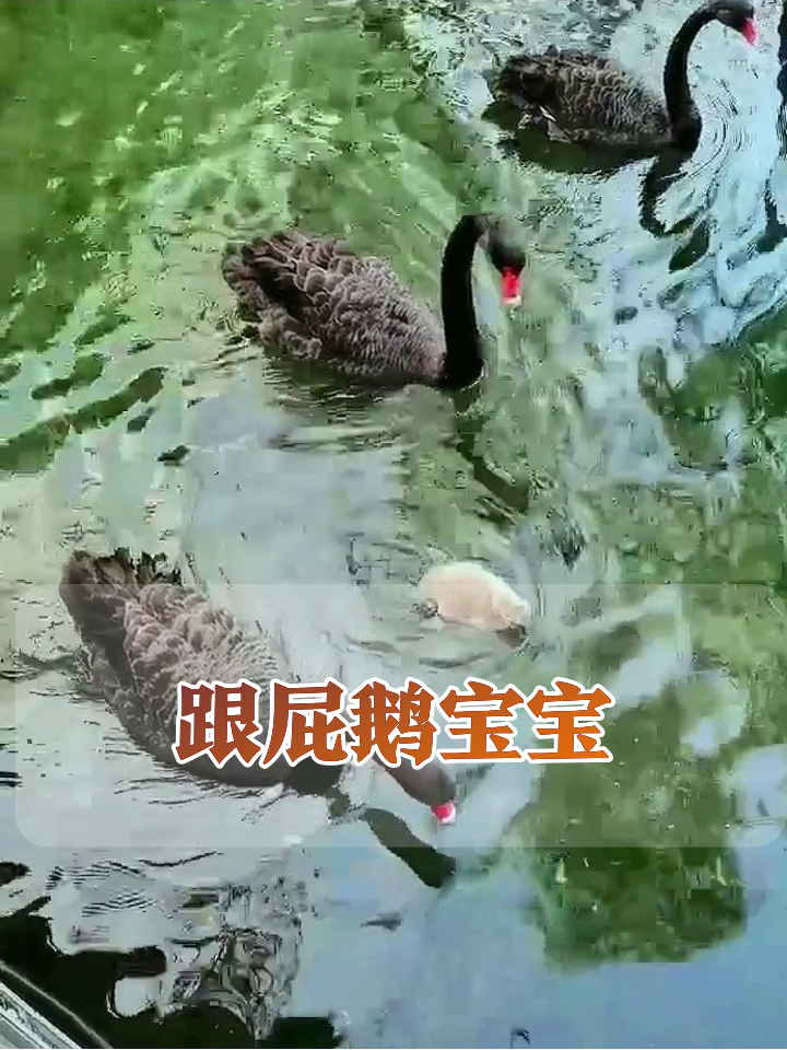 小天鹅全程跟屁虫,大天鹅:这届娃太难带了!