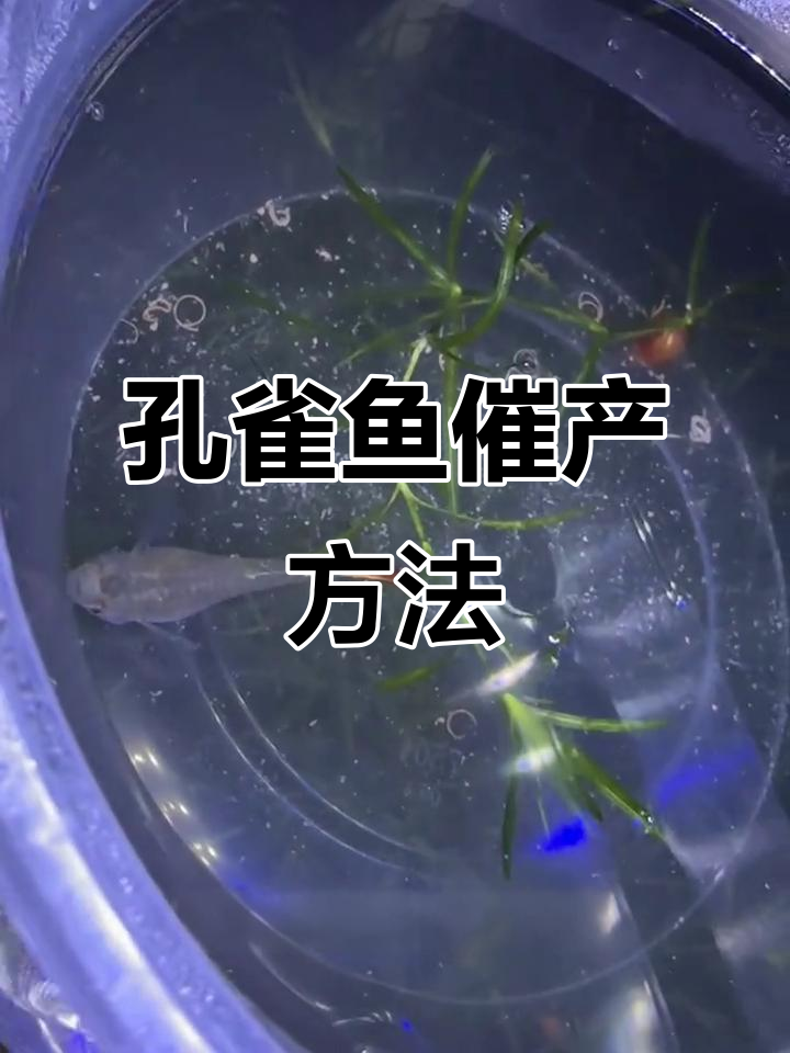 孔雀鱼肚子大了,隔离后不生怎么办?教你刺激生产技巧